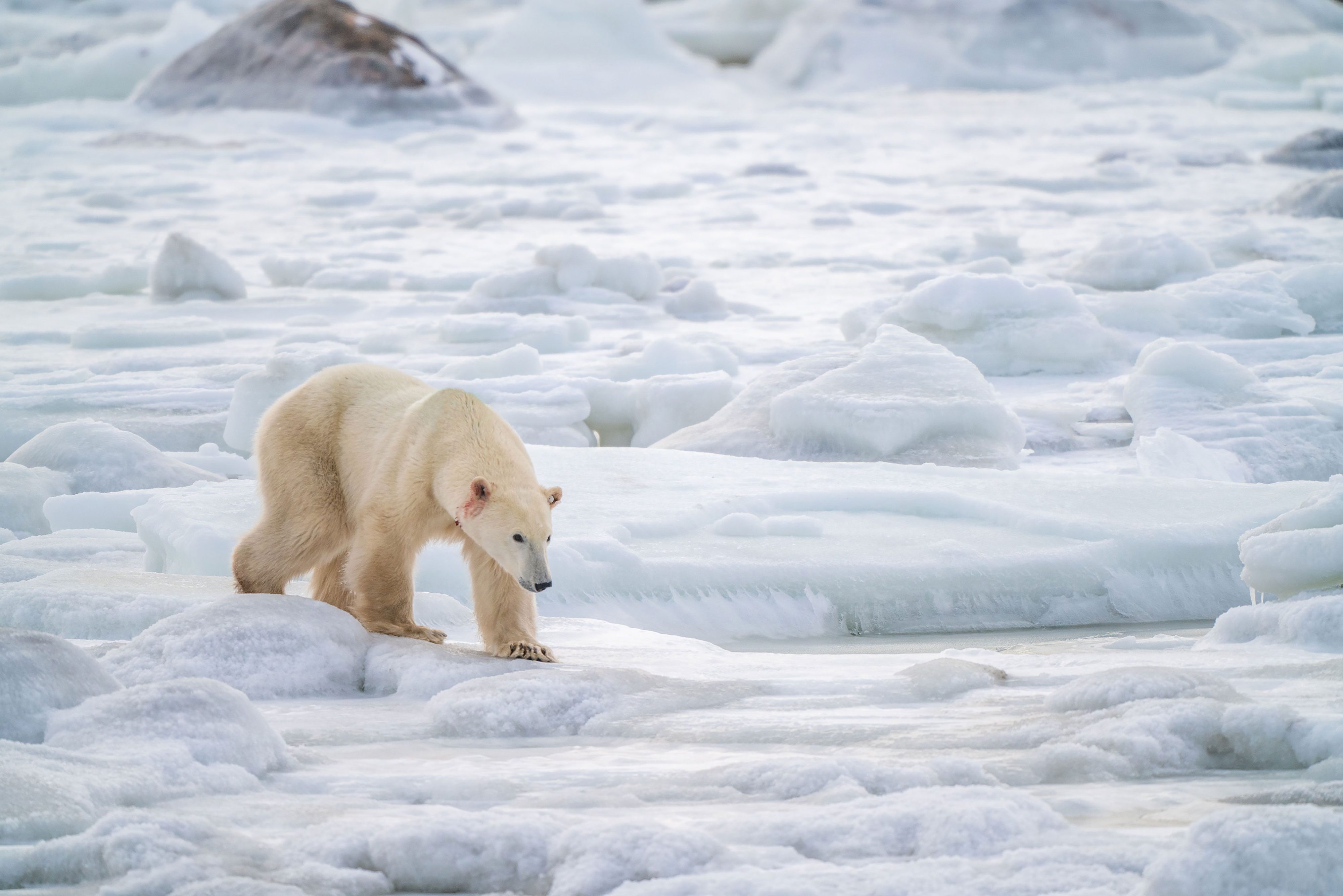 The Polar Bears Of Churchill