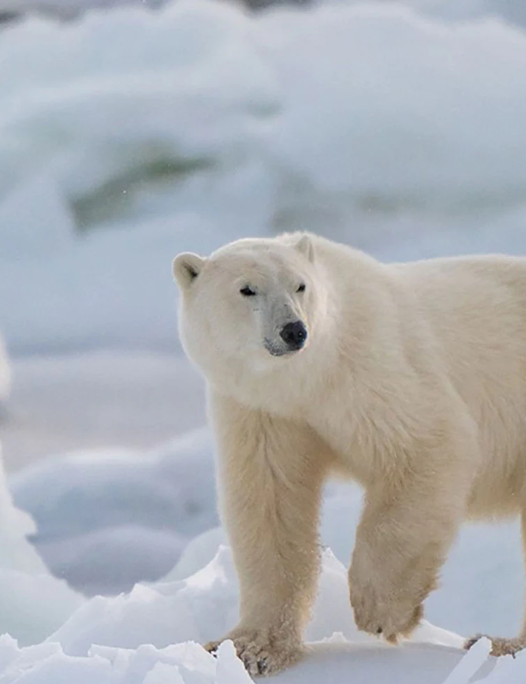 The Polar Bears Of Churchill