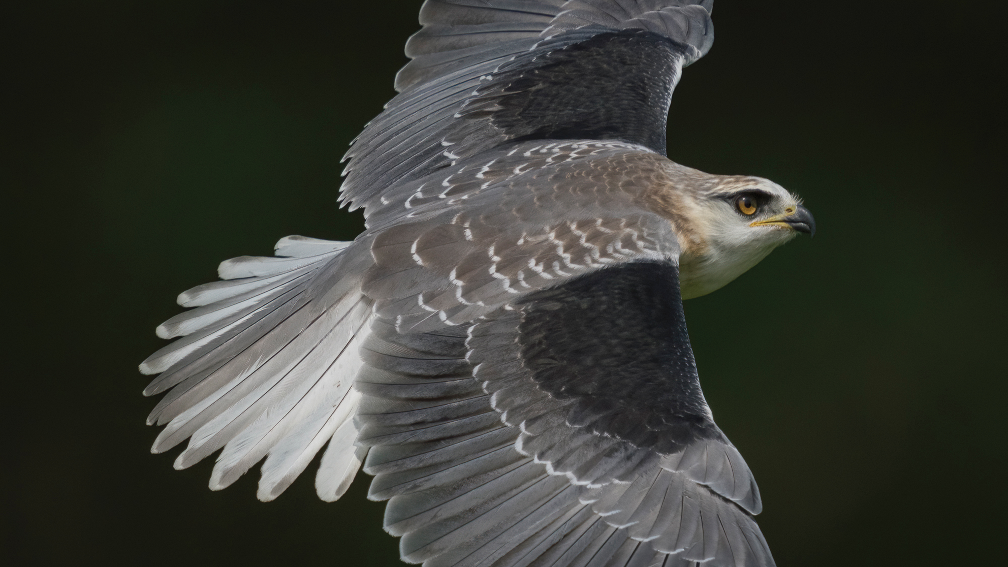 Alpha 1: Capturing Birds in Flight with Howard Yap