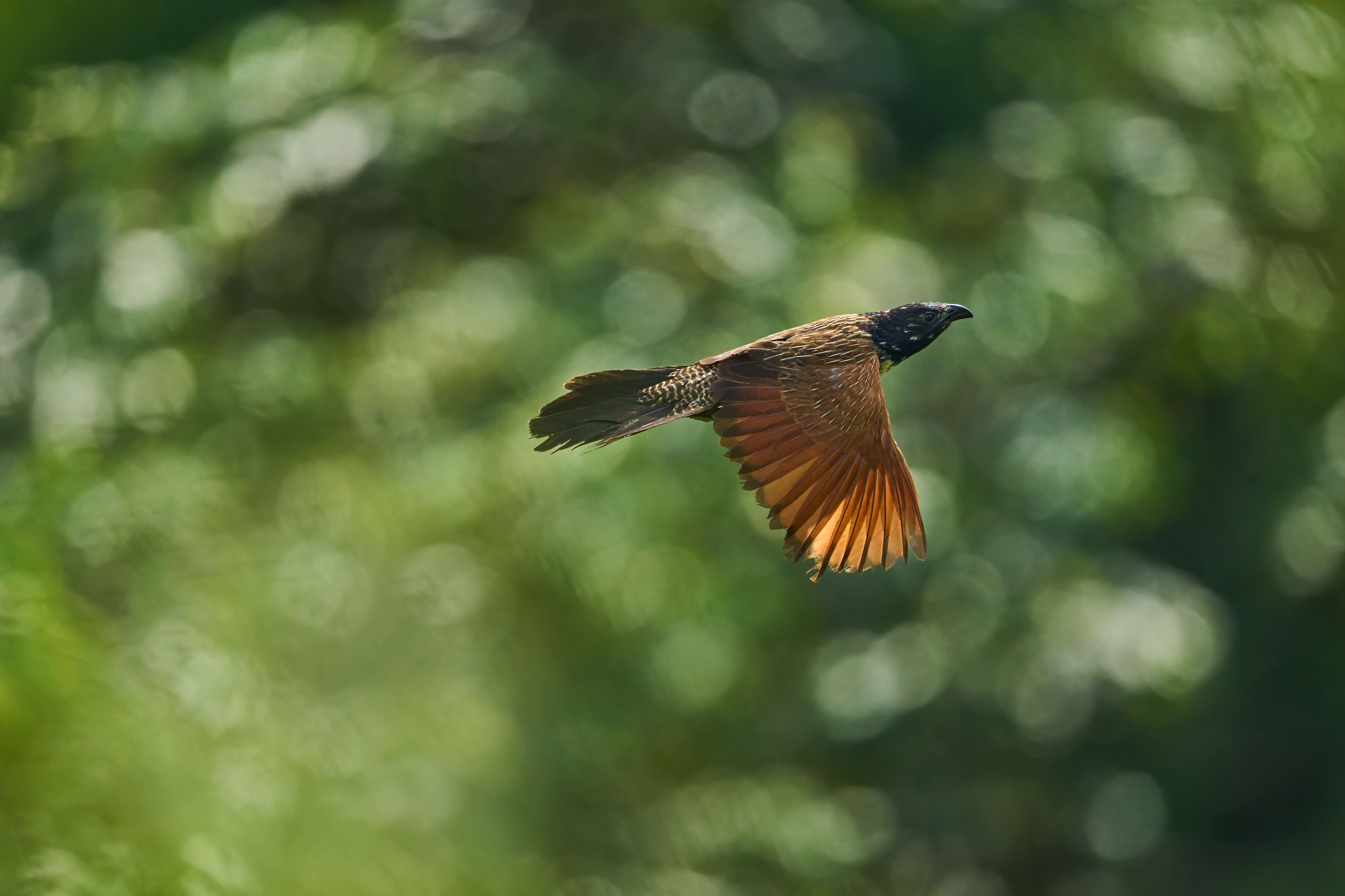 Lesser Coucal -Centropus bengalensis