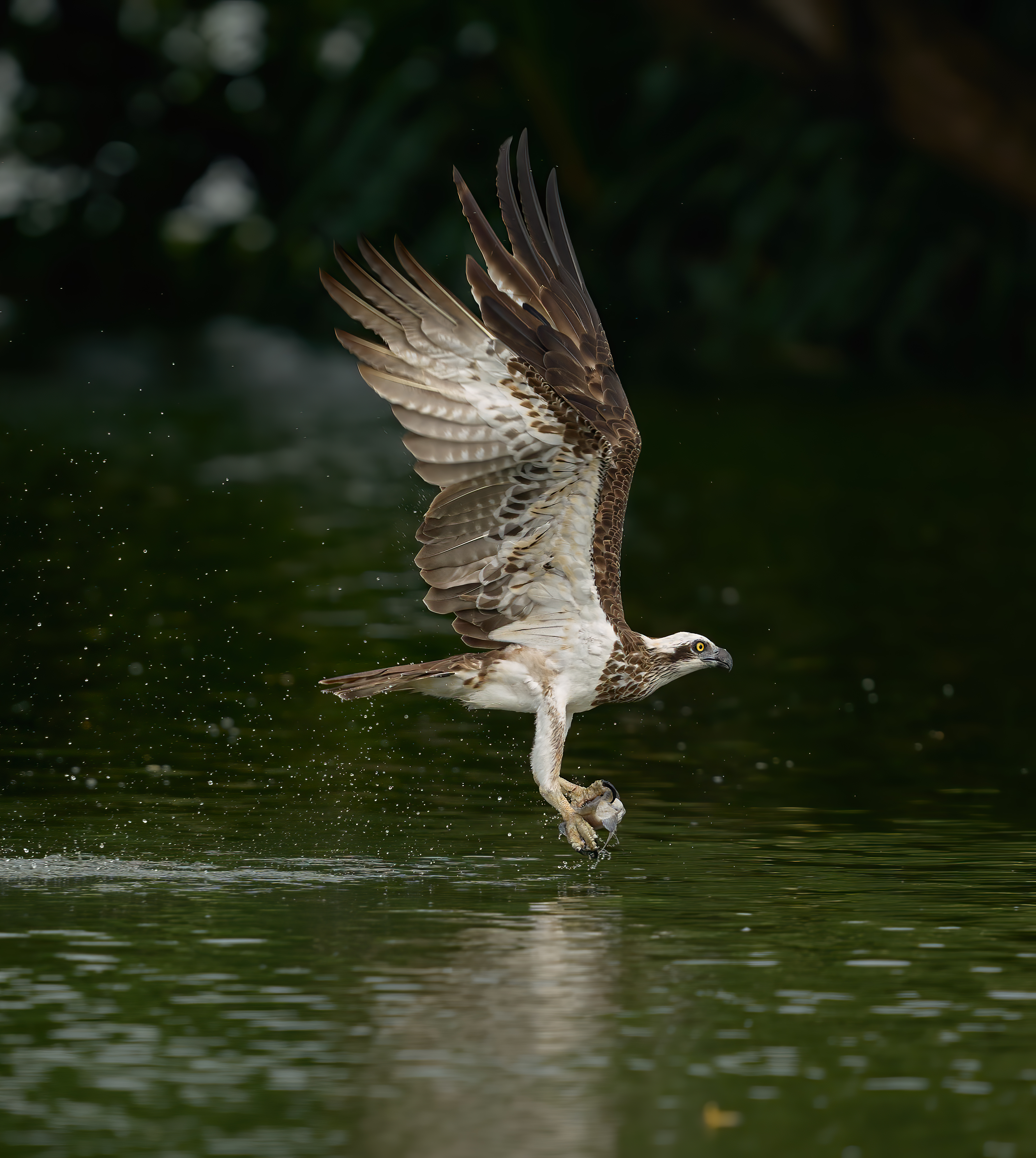 Western Osprey-Pandion haliaetus