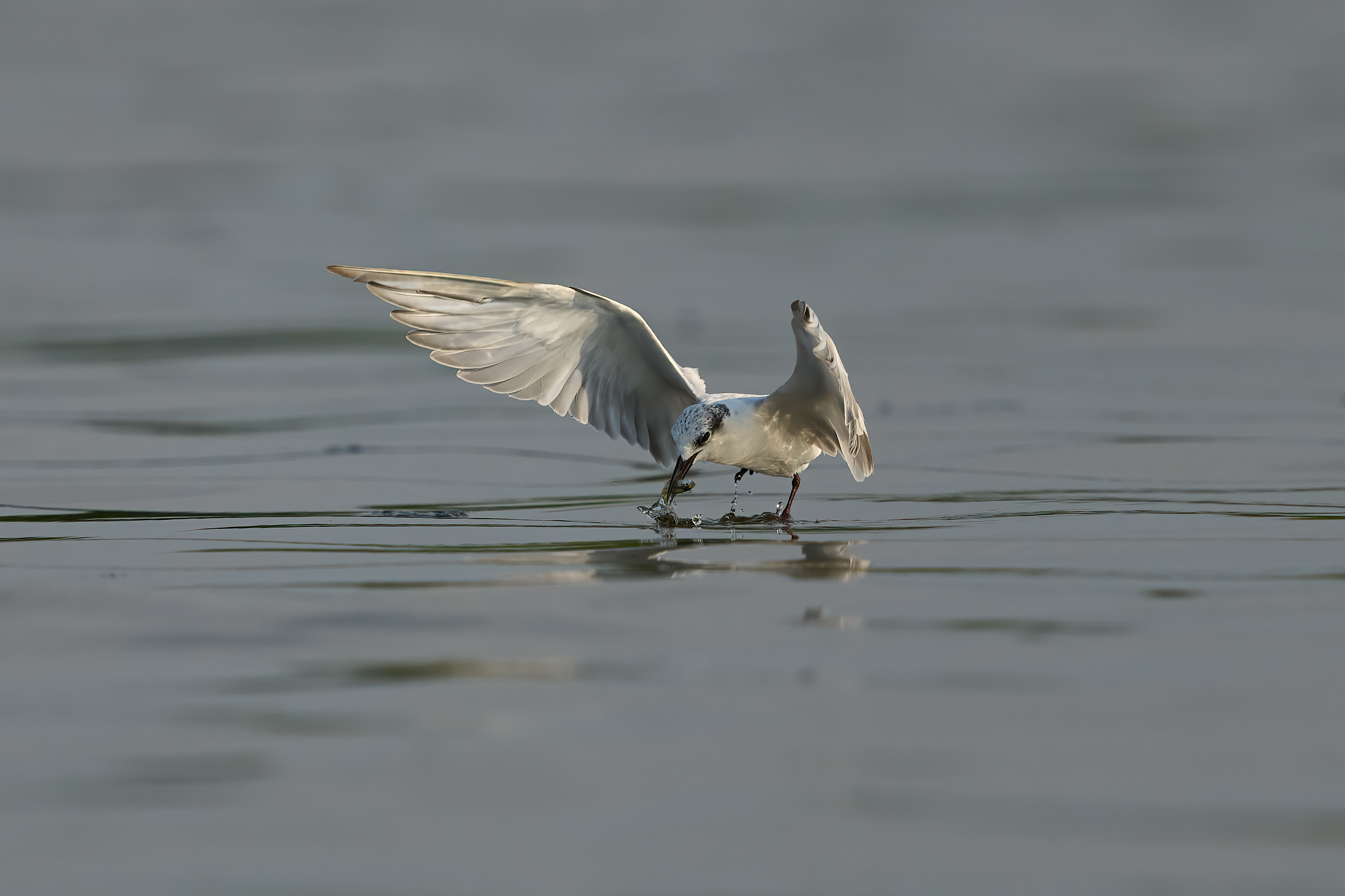 Whiskered Tern -Chlidonias hybrida