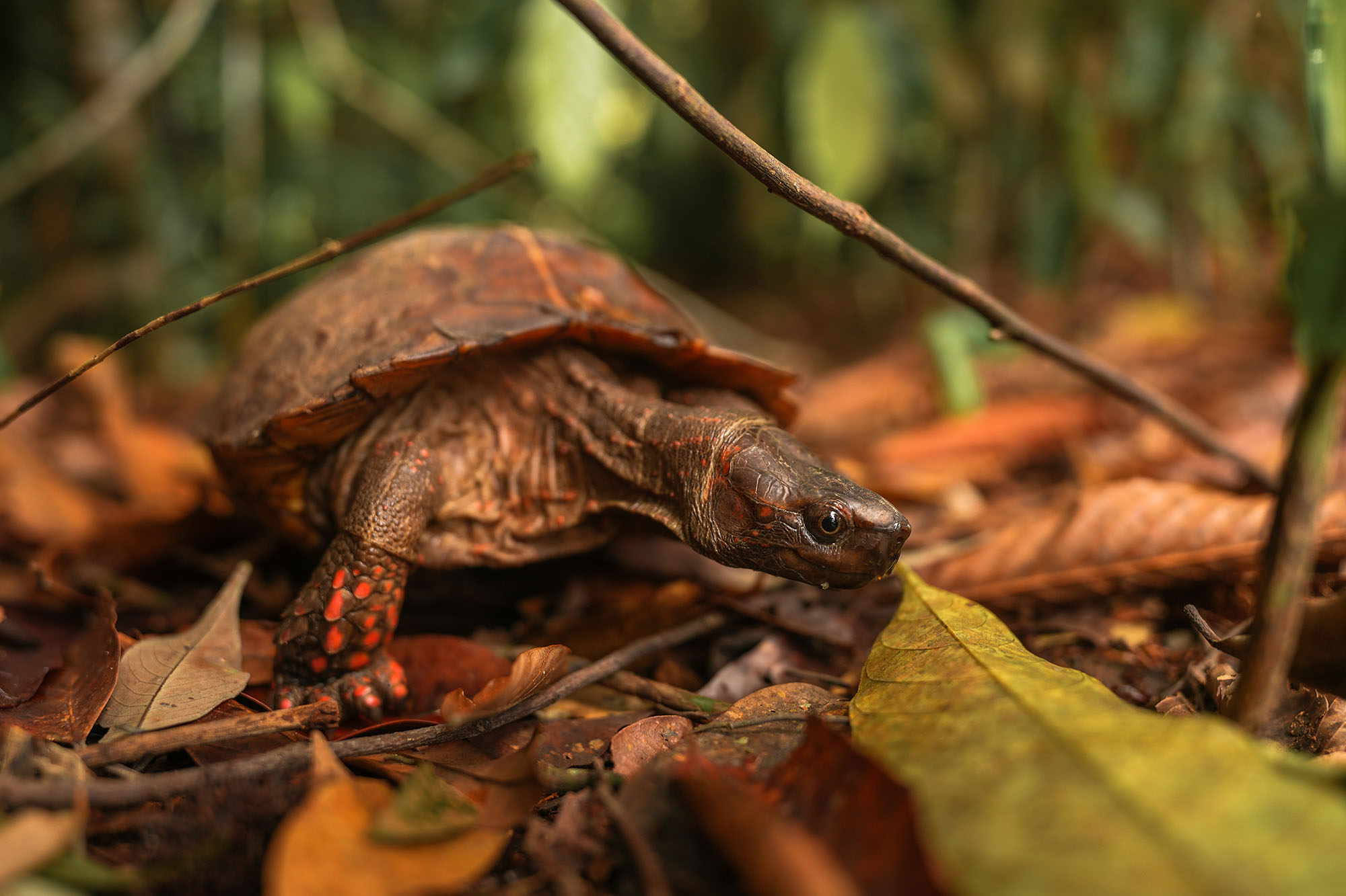 Tortoise on forest floor