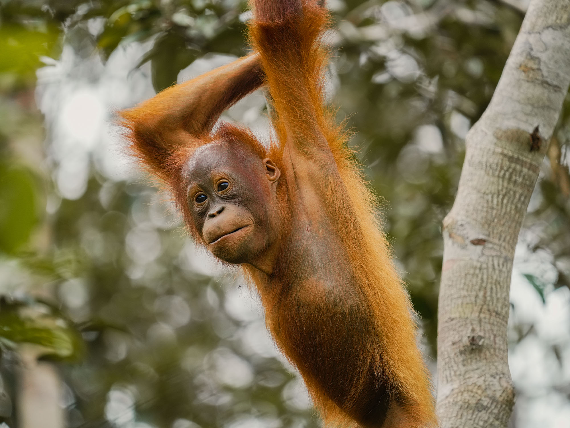 Monkey portrait