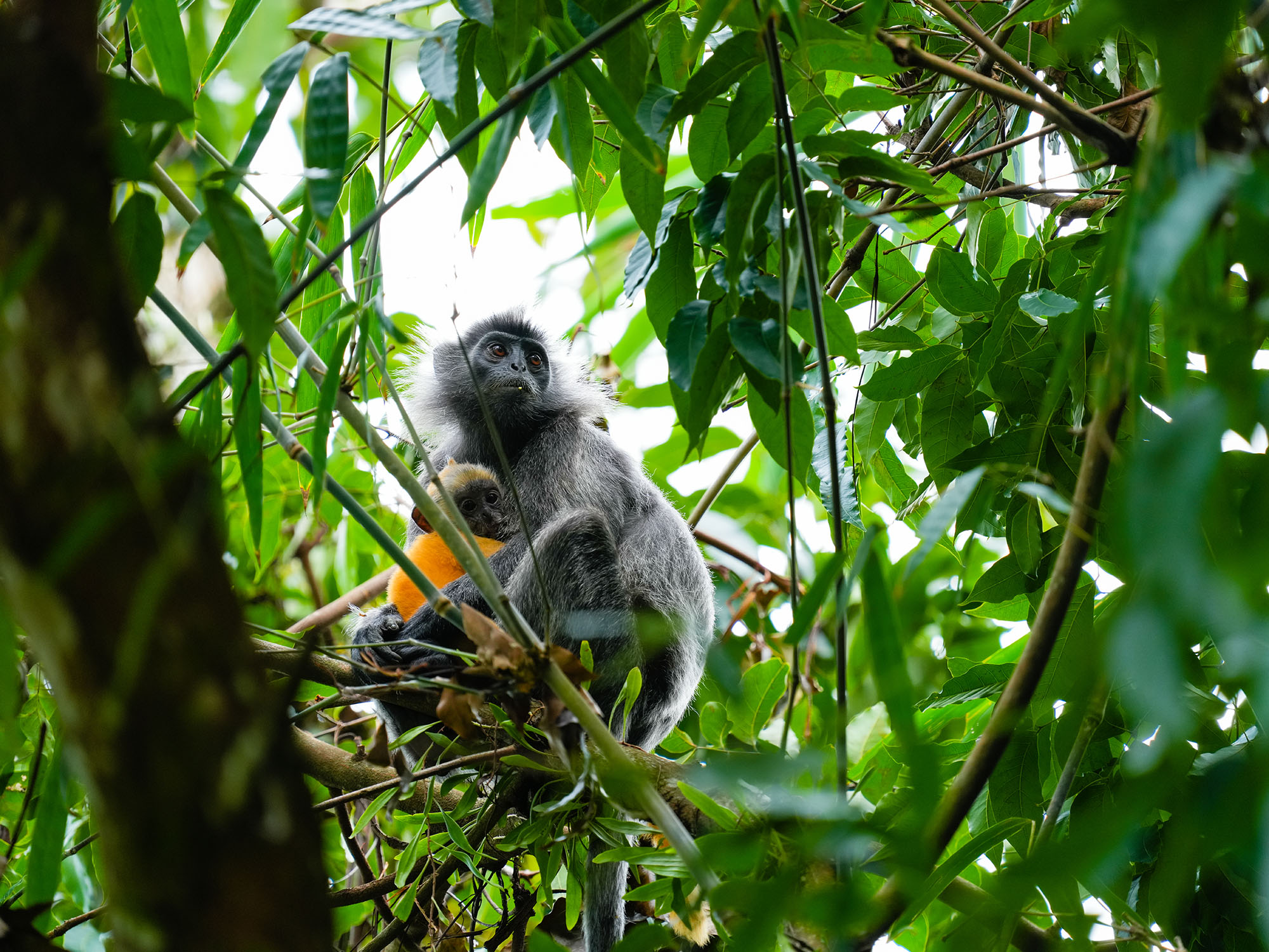 Treasure in the tree top