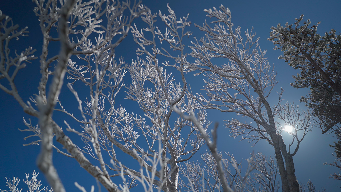 Scene 1.1 Snowflake trees atop Halla Mountain