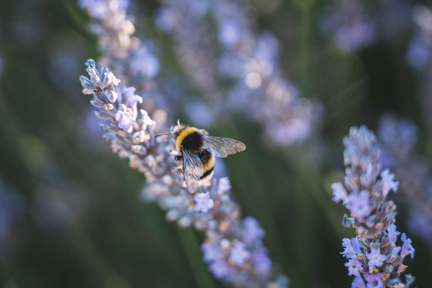 Beautiful bokeh 1