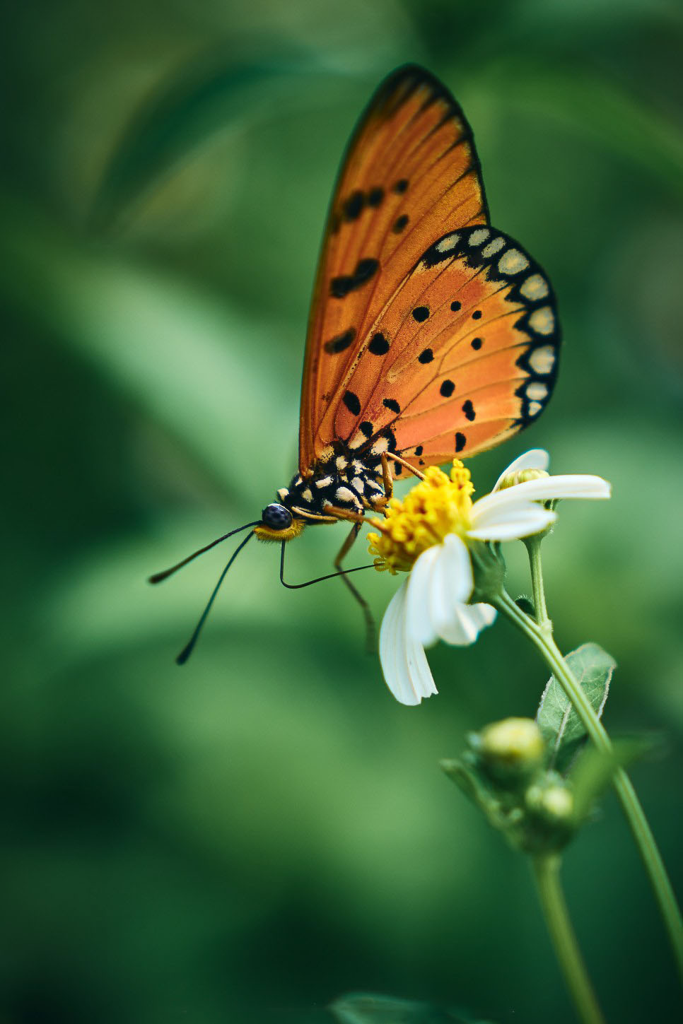 close up of butterfly on white flower