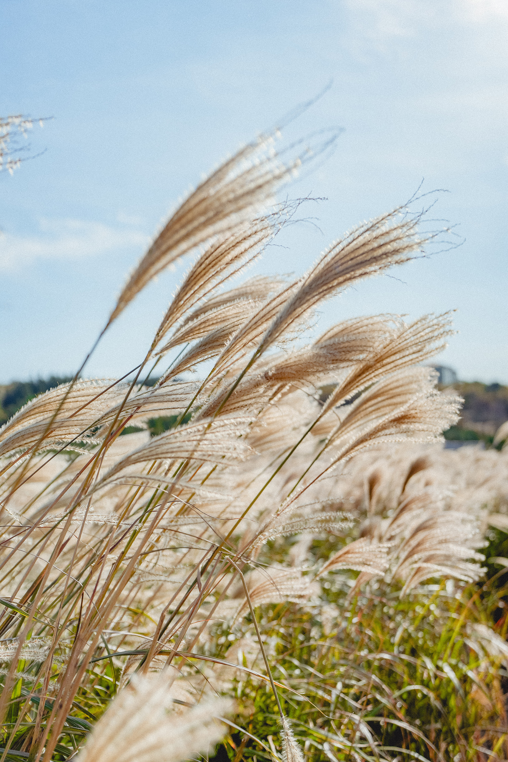 Close up of pampas grass