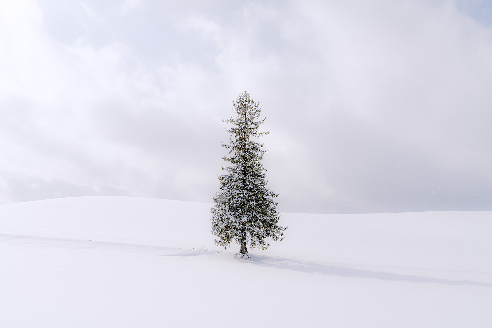 Lone tree in snow field